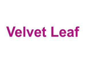 Velvet Leaf Logo